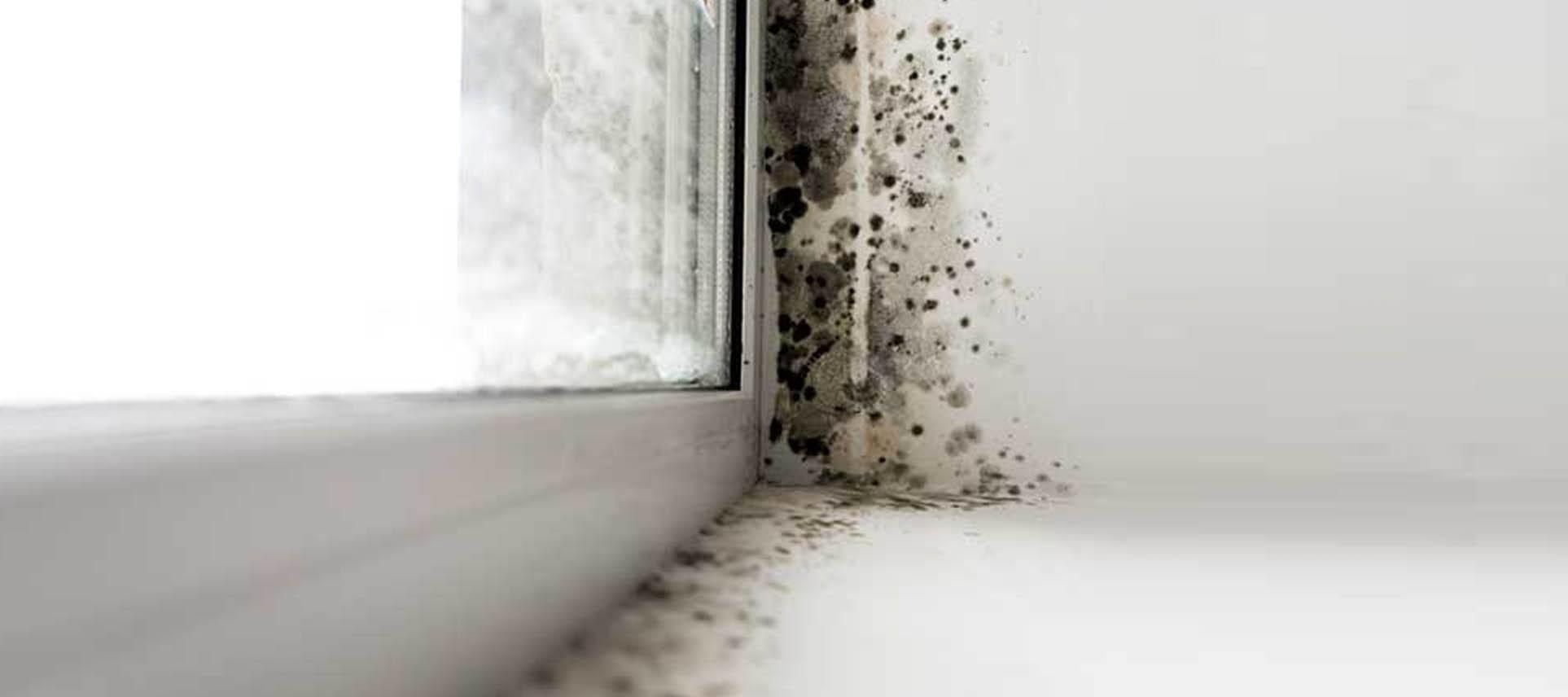 The difference between damp & mould?